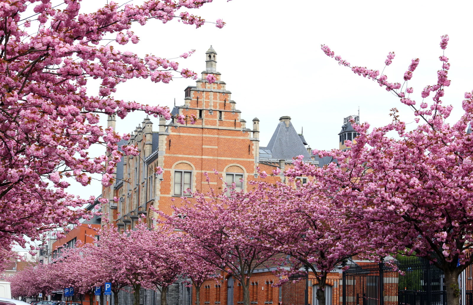 campus Rommelaere met bomen in bloei