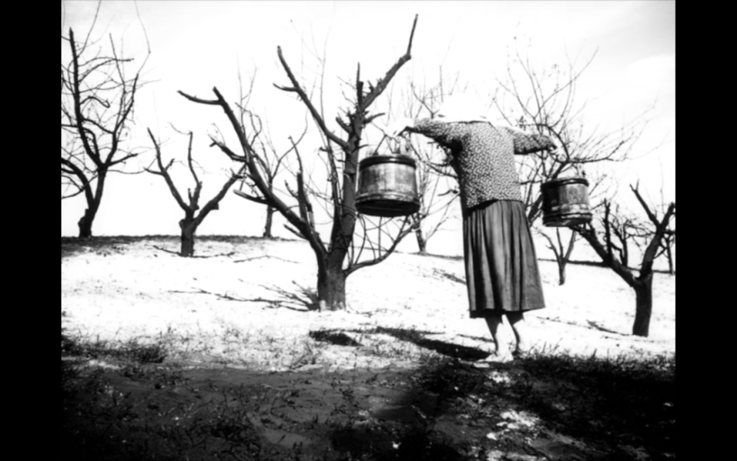 zwart-wit foto van vrouw die twee emmers water draagt in boomgaard